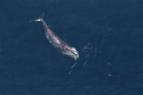 North Atlantic Right Whale Facts: Habitat, Diet, Conservation & More