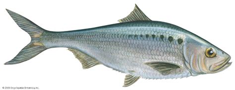 Shad | Migratory, Anadromous, Spawning | Britannica