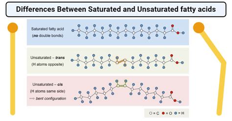 Saturated vs Unsaturated fatty acids- Definition, 20 Differences, Examples