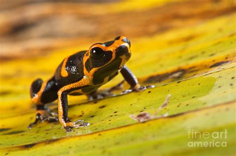 Mimic Poison Arrow Frog Photograph by Francesco Tomasinelli