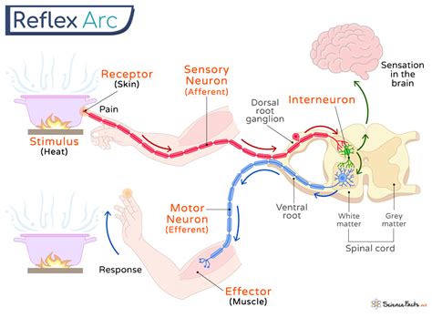 How To Draw Reflex Arc Reflex Arc Diagram Structure Of Reflex Arc ...