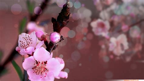 🔥 [50+] Peach Blossom Wallpapers | WallpaperSafari