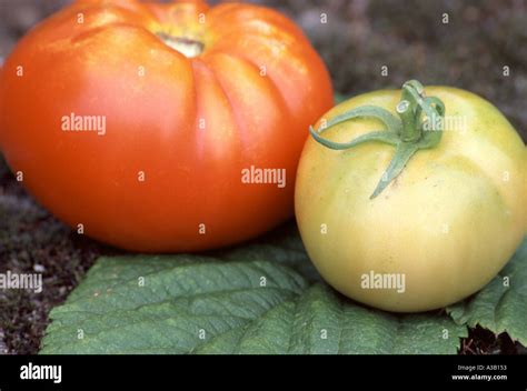 Red and green tomatoe Stock Photo - Alamy