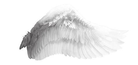 Angel Wings Png Transparent Background Angel Wing Png Clipart Large ...