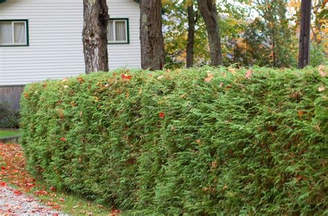 Living Privacy Fences Using Shrub Hedges | Living privacy fences ...