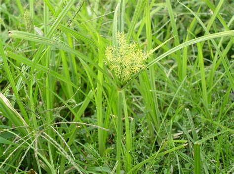 Does Your Lawn Have Nutsedge? | Grass Master Lawn Care Tips