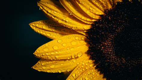 Desktop Background Roses And Sunflowers Background