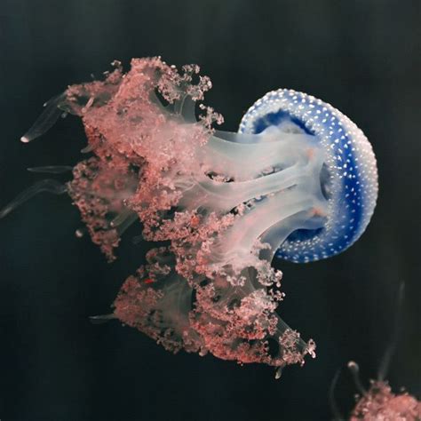 White-spotted jellyfish | animals | Jellyfish species, Jellyfish, Animals