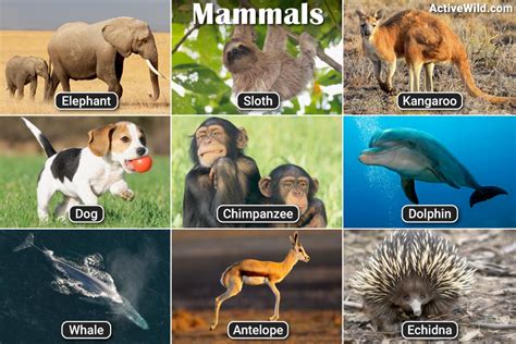 List Of Mammals With Pictures & Facts: Examples Of Mammal Species