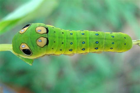 spicebush swallowtail papilio troilus larva