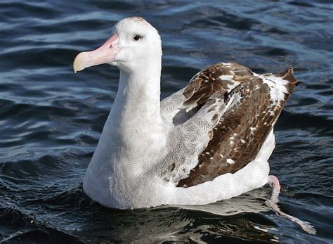 Wandering Albatross Facts, Lifespan, Predators, Pictures