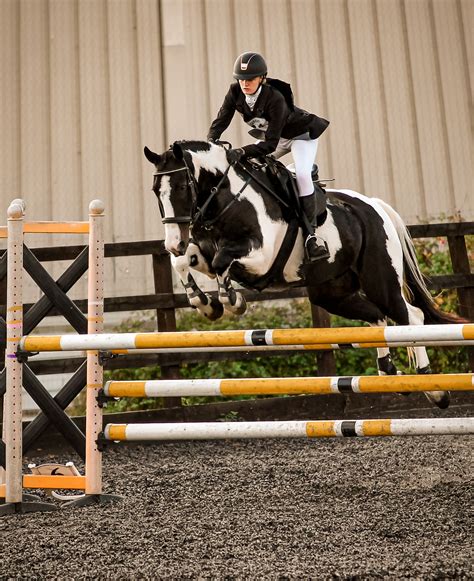 Pin de Jillian Gamble en Equestrian | Fotos de caballos hermosos, Fotos ...