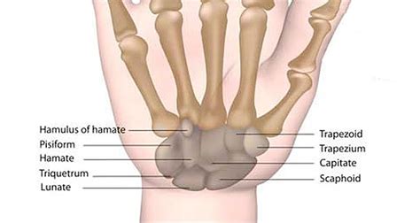 Wrist Anatomy - Bones, Ligaments, Muscles & Nerves