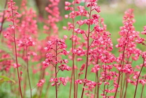 32 Gorgeous Pink Perennial Flowers That Will Bloom Forever | Pink ...