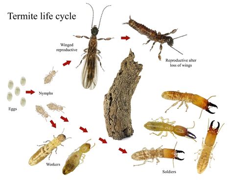 Termite Control Tactics Based on the Termite Cycle of Activity ...