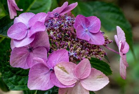 Endless Summer® Pop Star® Hydrangea Care & Growing Guide