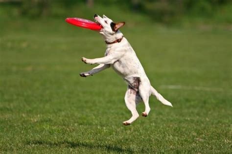 Pictures of Dogs Playing Frisbee