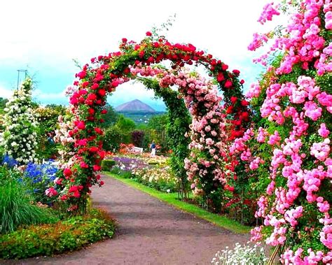 Beautiful Rose Garden - Beautiful Rose Garden Background, English Rose ...