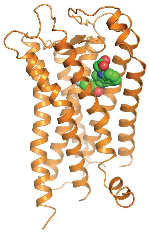 Smorgasbord of prostanoid receptor structures reported﻿