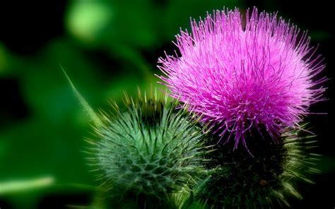 Download Flower Thistle Nature Plant HD Wallpaper