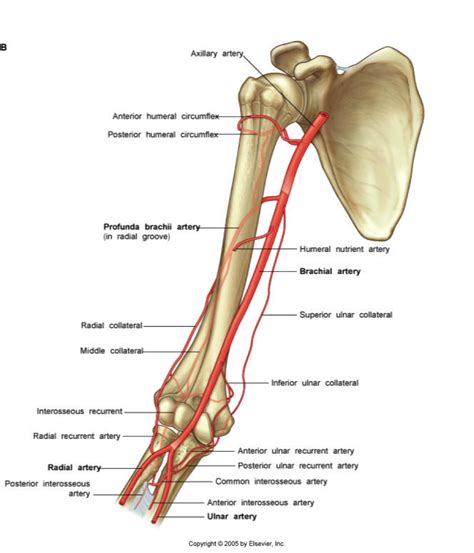 profunda_brachii | Medical anatomy, Skeletal system anatomy, Anatomy course