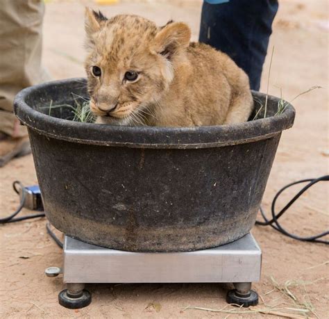 UPDATE! Reid Park Zoo's Lion Cubs are Growing Strong | Zooborns, Cute ...