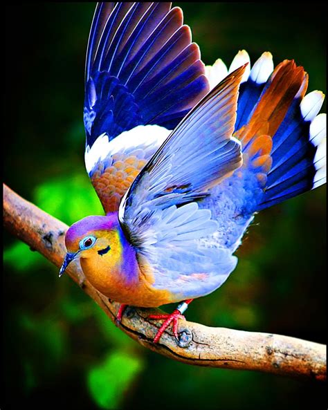 25 Most Beautiful Bird Photography examples and Tips for photographers