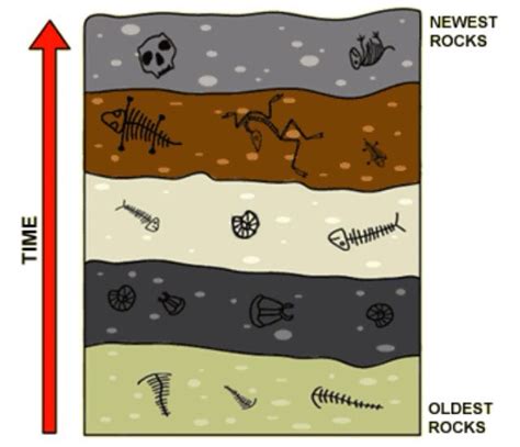 Fossils In Rock Layers