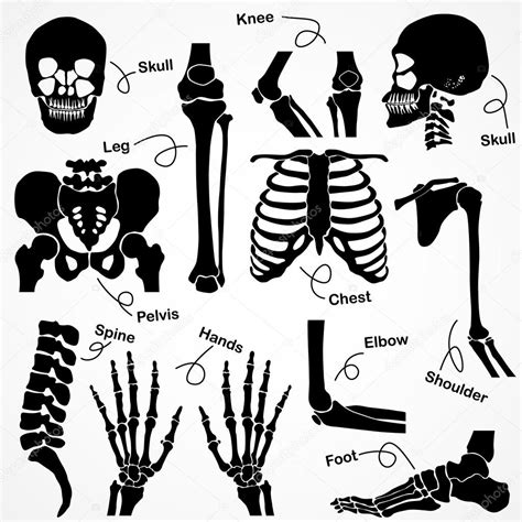 Collection Human Skeleton Stock Vector Image by ©stockdevil_666 #62367111