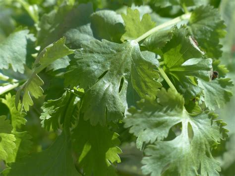 How to Grow Vietnamese Coriander in Your Garden - Garden and Happy