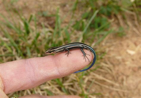 Blue-tailed Skink Facts, Habitat, Diet, Life Cycle, Baby, Pictures