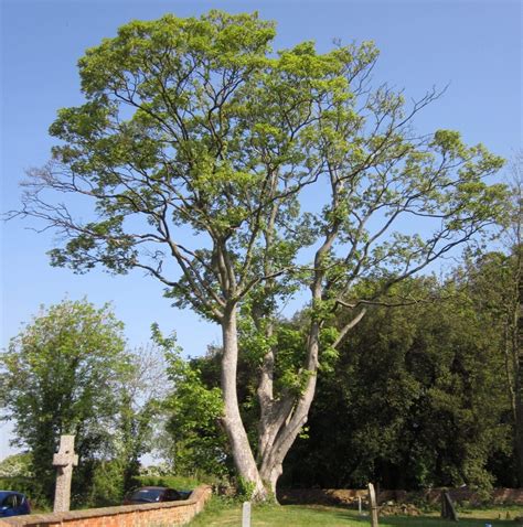 Sycamore - Tree Guide UK - Sycamore tree identification