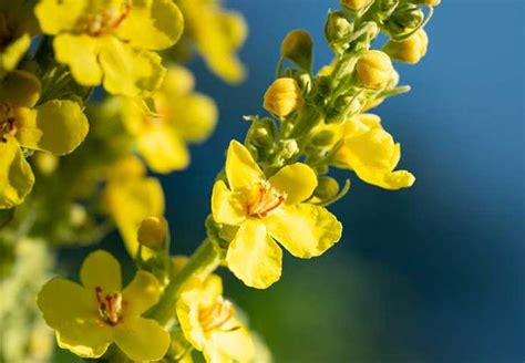 The Many Medicinal Uses of Mullein: A Comprehensive Guide - FAMED