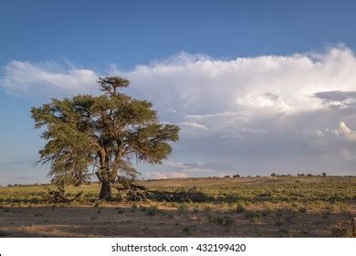 Camel Thorn Tree Standing Tall Kalahari Stock Photo (Edit Now) 432199420