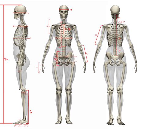 Human Anatomy Female Skeleton