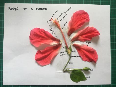 Parts of a Flower (Hibiscus) | Parts of a flower, Flower science ...