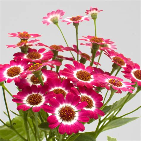 Cineraria - Make Me Bloom