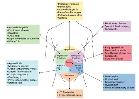 Abdominal Anatomy Quadrants