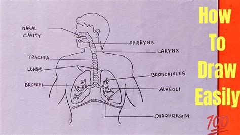 Human Respiratory System Diagram For Kids