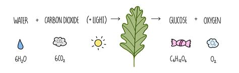 Photosynthesis Equation For Kids