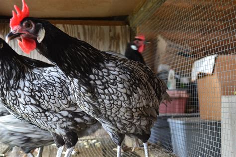 Blue Andalusian Hens | BackYard Chickens - Learn How to Raise Chickens