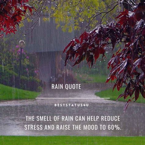 Best Quotes on Rain (100+ Rain Status) [Updated] Rainy Weather Quotes