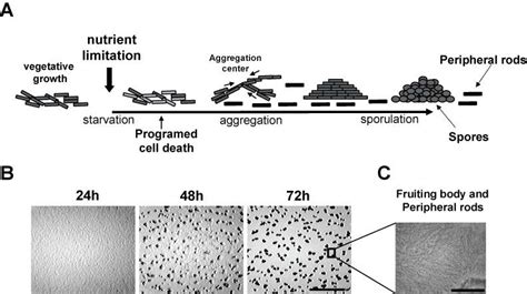 1 The life cycle of Myxococcus xanthus and the developmental phenotype ...