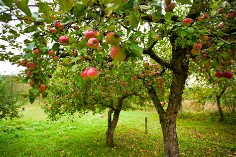 How Much Space Do You Need Between Fruit Trees? - Complete Landscaping