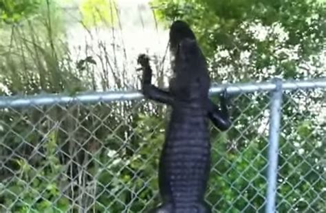 Video: Alligator with Ninja Skills Deftly Climbs Fence | OutdoorHub