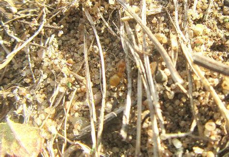 Yellow Meadow Ant | Gedling Conservation Trust, Nottingham