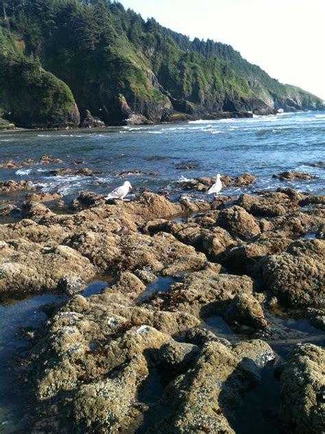 Florence beach, Oregon Simply gorgeous. | Oregon scenery, Oregon ...