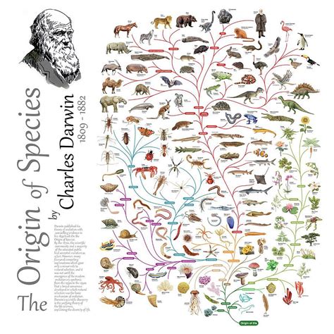 The Origin of Species - Charles Darwin - Evolution theory in a tree ...