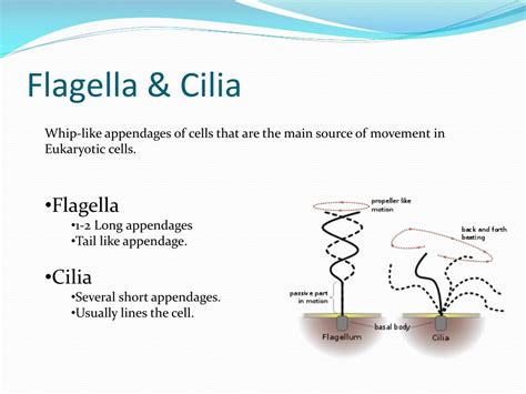 PPT - Flagella & Cilia PowerPoint Presentation, free download - ID:2324606