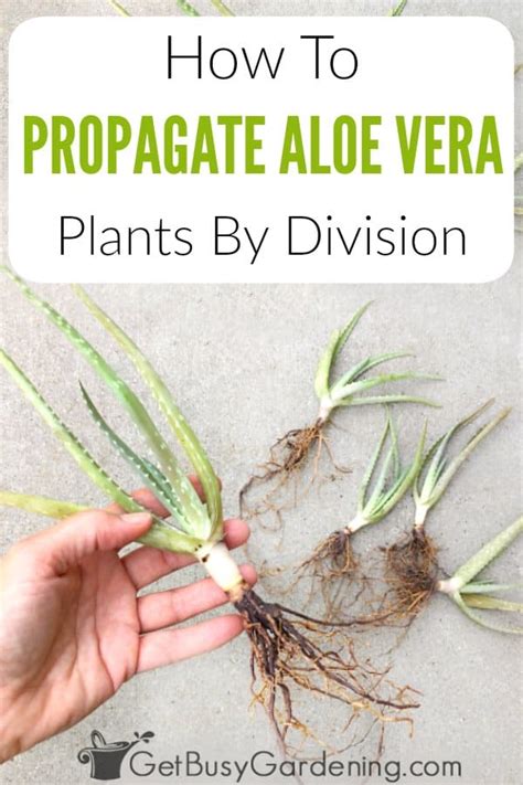 How To Propagate Aloe Vera In 4 Easy Steps - Get Busy Gardening